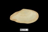 藏品(火腿櫻蛤)的圖片